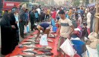 কুমিল্লার পাদুয়ার প্রতি হাটে মাছ বিক্রি হয় ৬ কোটি টাকা
