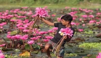 লাকসামের ধানের জমিতে লাল শাপলা ফুলের মেলা
