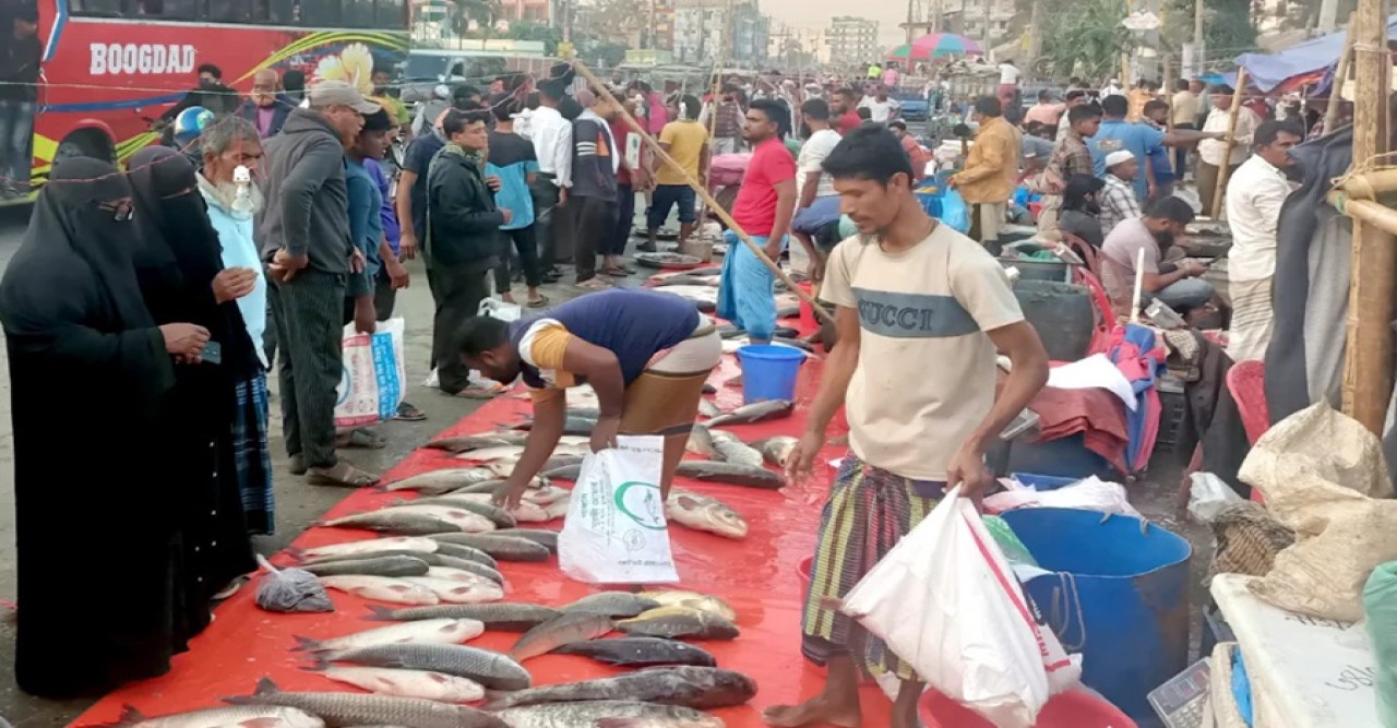 কুমিল্লার পাদুয়ার প্রতি হাটে মাছ বিক্রি হয় ৬ কোটি টাকা কুমিল্লার পাদুয়ার প্রতি হাটে মাছ বিক্রি হয় ৬ কোটি টাকা